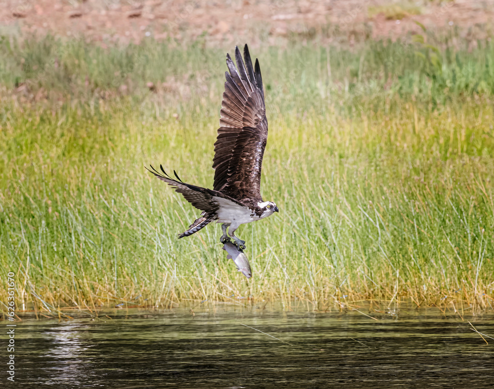 Obraz premium Osprey Dogtown Lake