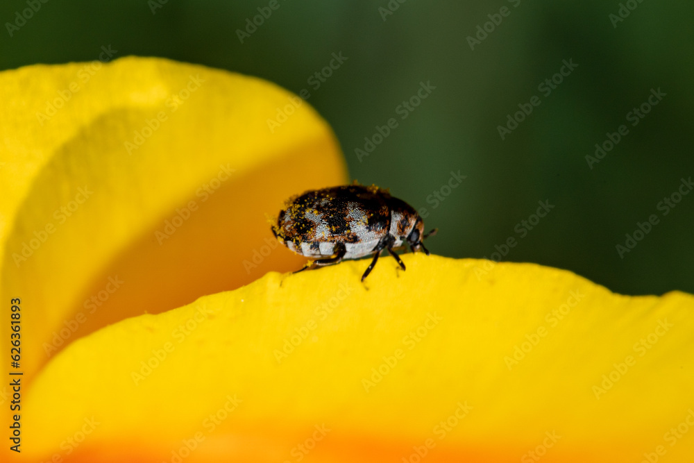 Close-up of a carpet beetle on a flower petal. Close-up of a carpet beetle on a flower petal.