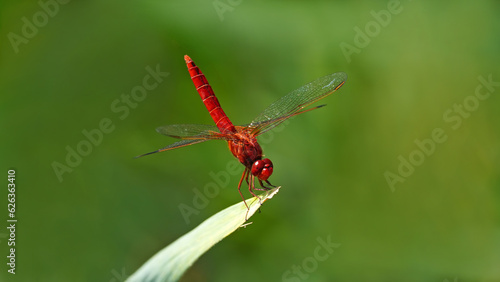 Valokuva Anisoptera - red dragonfly on a green leaf