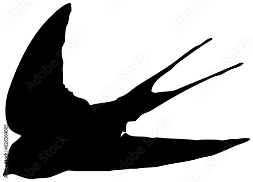 Hirondelle hirondo rustica et hirondelle de fenêtre en plein vol dans le ciel, vecteur noir fond transparent