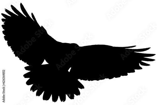 Oiseau en vol avec les ailes ouvertes, noir fond transparent
