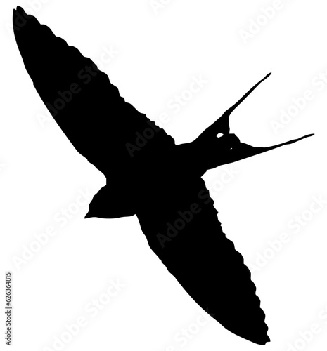 Hirondelle hirondo rustica et hirondelle de fenêtre en plein vol dans le ciel, vecteur noir fond transparent
