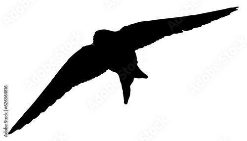 Hirondelle hirondo rustica et hirondelle de fenêtre en plein vol dans le ciel, vecteur noir fond transparent