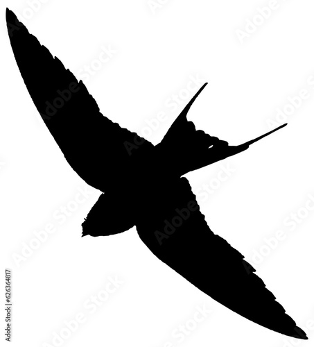 Hirondelle hirondo rustica et hirondelle de fenêtre en plein vol dans le ciel, vecteur noir fond transparent