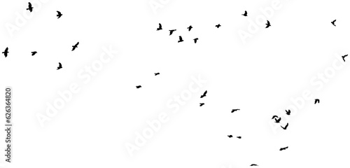 Nuée d'oiseaux en vol, vecteur noir  © Thierry