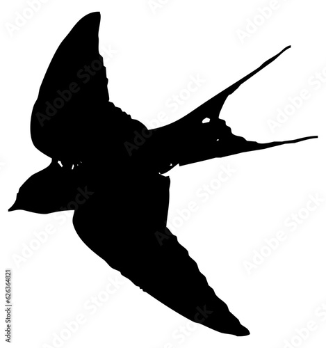 Hirondelle hirondo rustica et hirondelle de fenêtre en plein vol dans le ciel, vecteur noir fond transparent