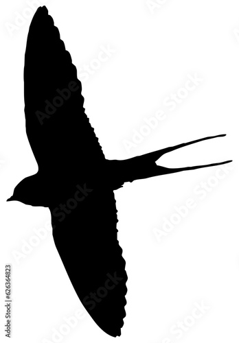 Hirondelle hirondo rustica et hirondelle de fenêtre en plein vol dans le ciel, vecteur noir fond transparent