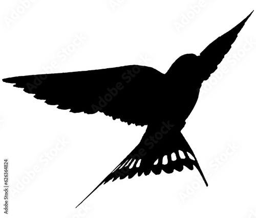 Hirondelle hirondo rustica et hirondelle de fenêtre en plein vol dans le ciel, vecteur noir fond transparent