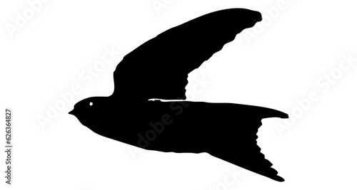 Hirondelle hirondo rustica et hirondelle de fenêtre en plein vol dans le ciel, vecteur noir fond transparent
