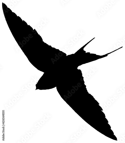 Hirondelle hirondo rustica et hirondelle de fenêtre en plein vol dans le ciel, vecteur noir fond transparent