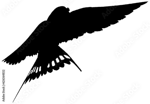 Hirondelle hirondo rustica et hirondelle de fenêtre en plein vol dans le ciel, vecteur noir fond transparent