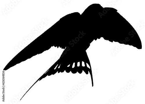 Hirondelle hirondo rustica et hirondelle de fenêtre en plein vol dans le ciel, vecteur noir fond transparent