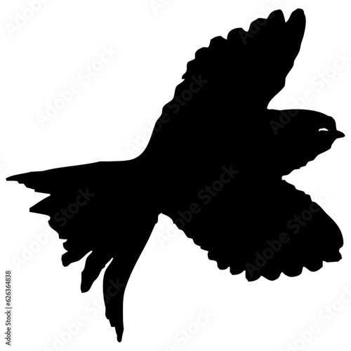 Hirondelle hirondo rustica et hirondelle de fenêtre en plein vol dans le ciel, vecteur noir fond transparent