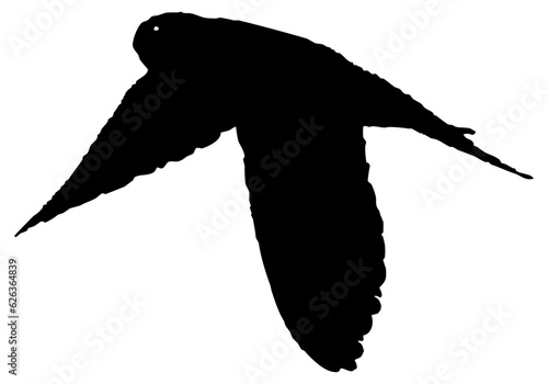 Hirondelle hirondo rustica et hirondelle de fenêtre en plein vol dans le ciel, vecteur noir fond transparent