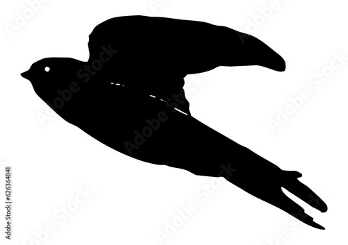 Hirondelle hirondo rustica et hirondelle de fenêtre en plein vol dans le ciel, vecteur noir fond transparent