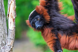 Red ruffed lemur is hanging on the tree