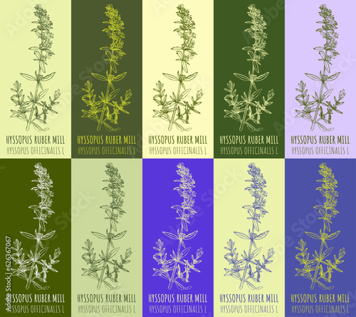 Set of vector drawing HYSSOPUS RUBER in various colors. Drawn illustration. The Latin name is HYSSOPUS OFFICINALIS L