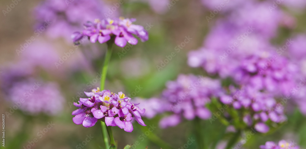Beautiful close-up of iberis umbellata Beautiful close-up of iberis umbellata