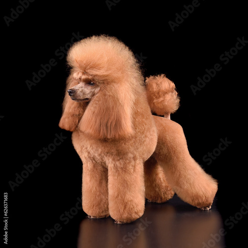 Beautiful apricot toy poodle photo