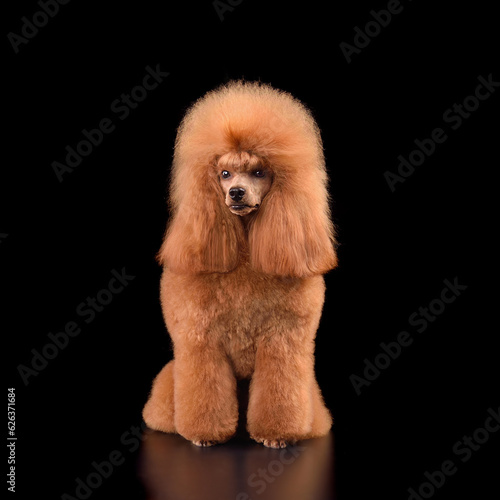Beautiful apricot toy poodle