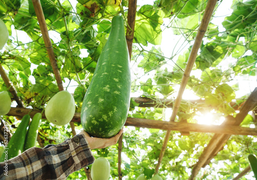 Photos Woman worker picking fresh organic green bottle gourd, calabash gourd (Wax Gourd, Lagenaria siceraria) in vegetable garden, bio food, Gardener are harvesting  bottle gourd for sell to market