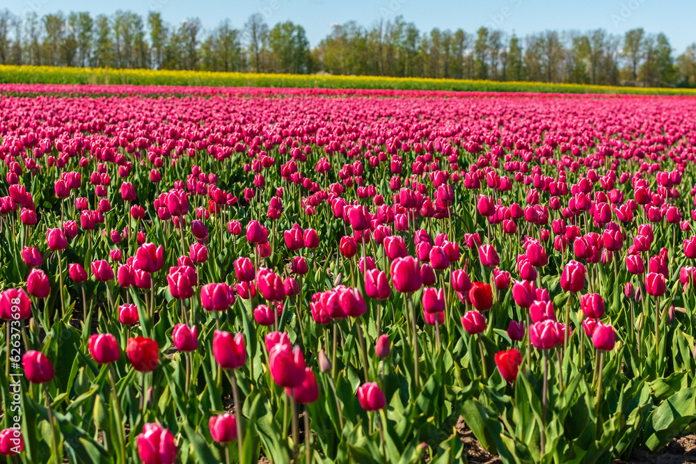 field of tulips