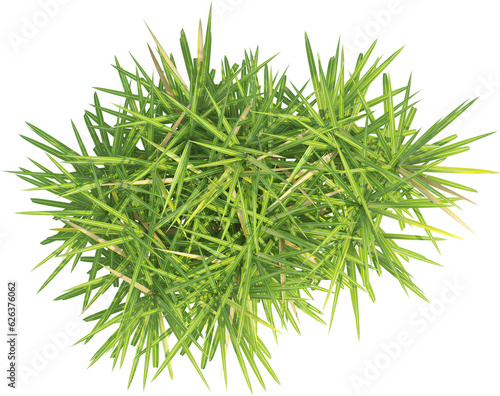 Top view of wild pampas grass