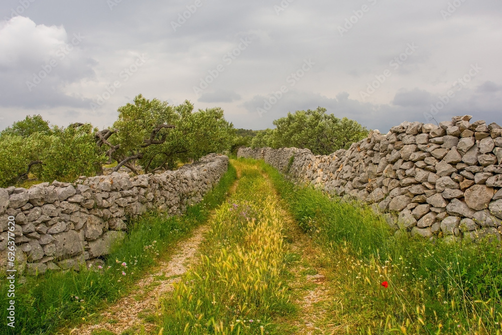 An olive grove in the spring landscape near Loziscz village on Brac Island in Croatia