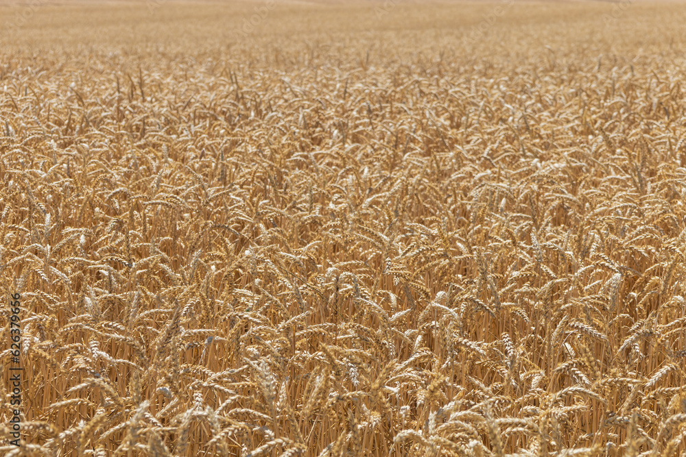 Detailed photo of golden grain. Golden ears. Detailed photo of golden grain. Golden ears.