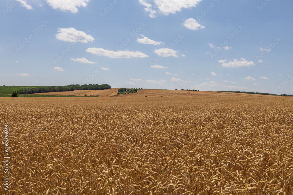 Fototapeta premium Summer landscape. Field with grain. There are beautiful clouds in the sky.