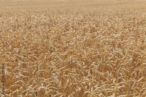 Detailed photo of golden grain. Golden ears.