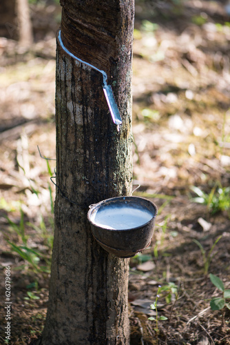 Rubber tree,Hevea brasiliensis or Para