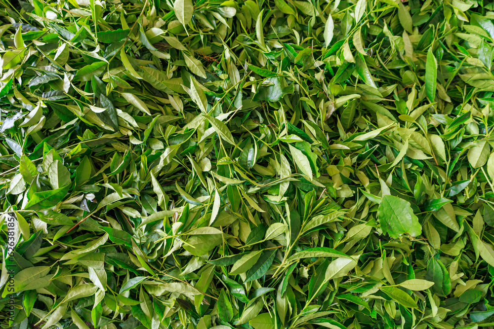Closeup view of withering tea leaves. Closeup view of withering tea leaves.