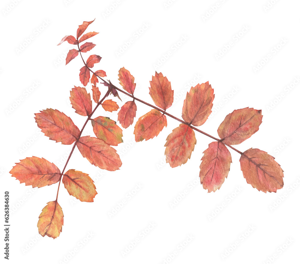 Bright autumn leaves on a branch with seeds and berries, painted in watercolor on a white background. Plant elements for creating postcards, invitations. patterns and packaging. Bright autumn leaves on a branch with seeds and berries, painted in watercolor on a white background. Plant elements for creating postcards, invitations. patterns and packaging.