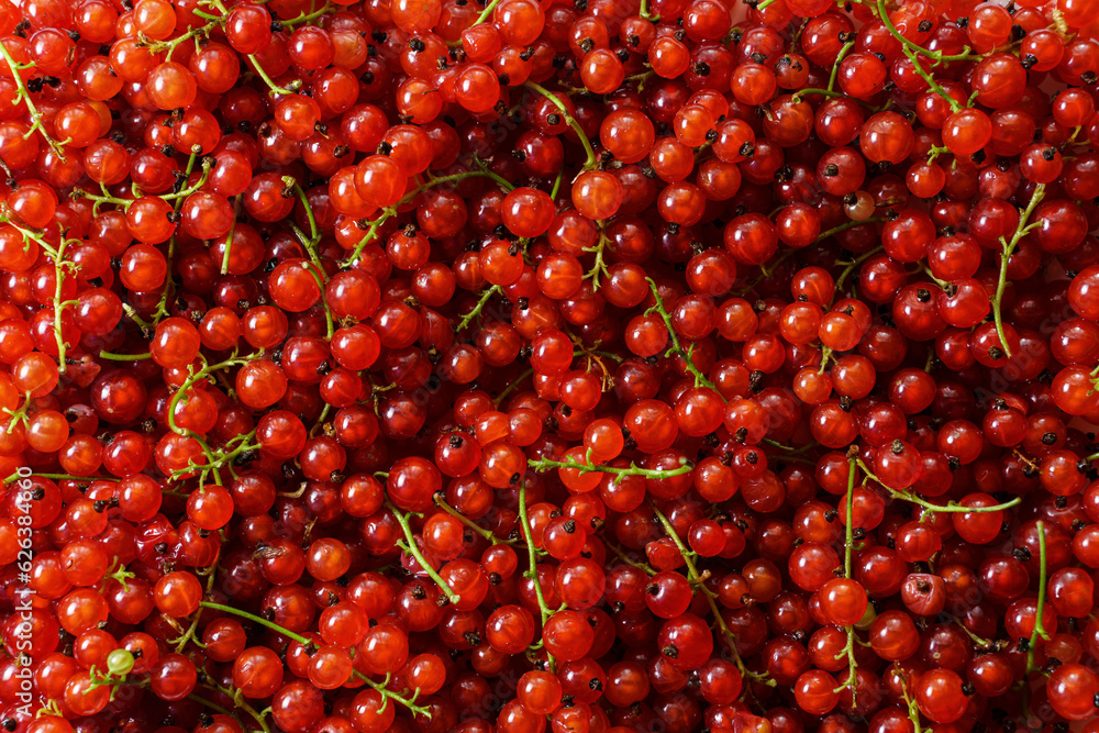 Fresh red currant background Fresh red currant background