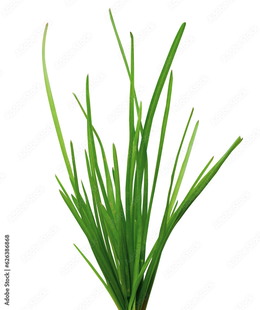 Fresh green grass isolated on white background.
Fresh green grass isolated on white background.