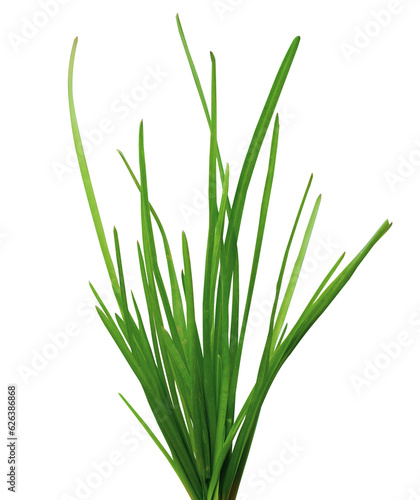 Fresh green grass isolated on white background. 