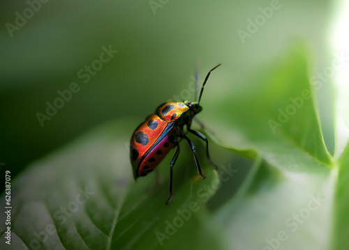 Lychee Jewel Bug