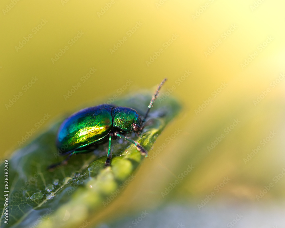 Fototapeta premium Dogbane Leaf Beetle