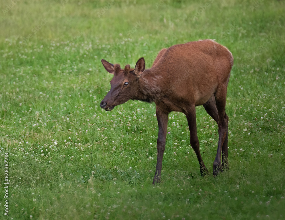 Juvenile Bull Elk