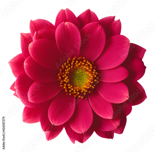 flower isolated on transparent background, extracted, png file