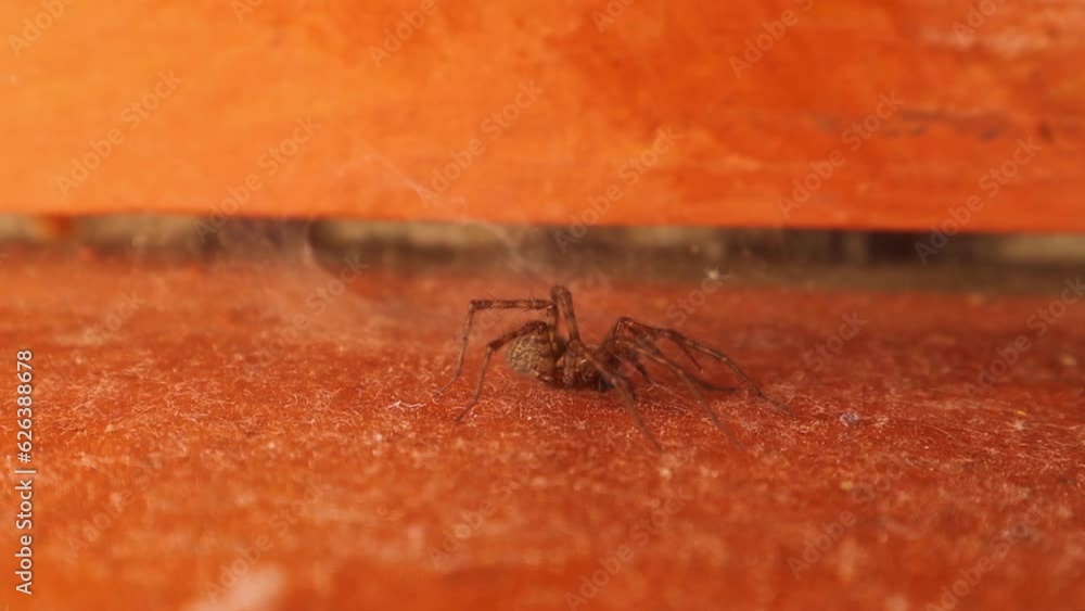 Spider in a deserted corner of the house. spider web, spiders. entomology
Spider in a deserted corner of the house. spider web, spiders. entomology