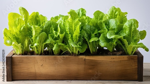  a wooden box filled with lettuce on top of a table. generative ai