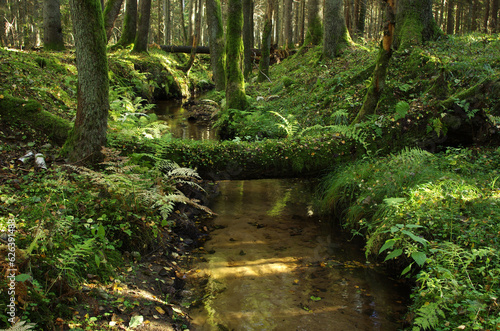 Stream in the forest