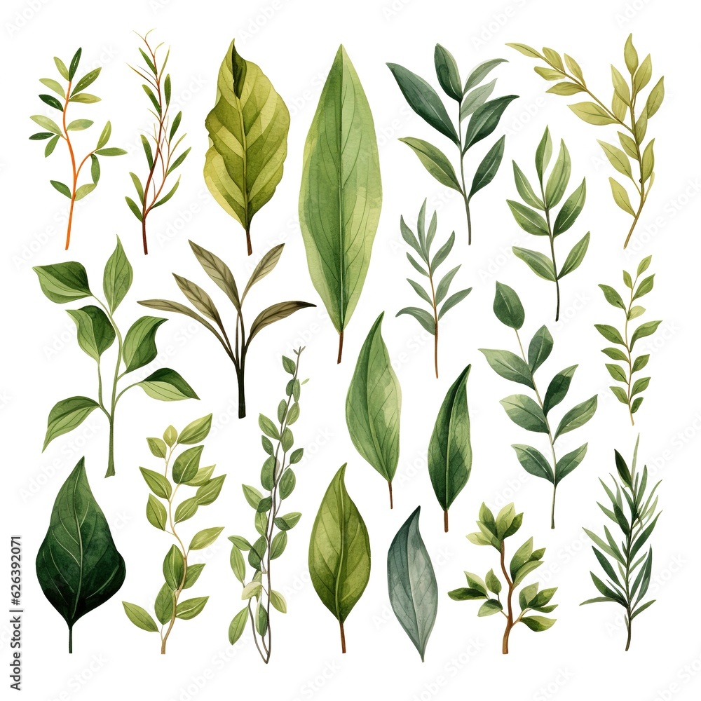 plant elements, wild herbs, branches with leaves. watercolor hand drawn illustration isolated on white background