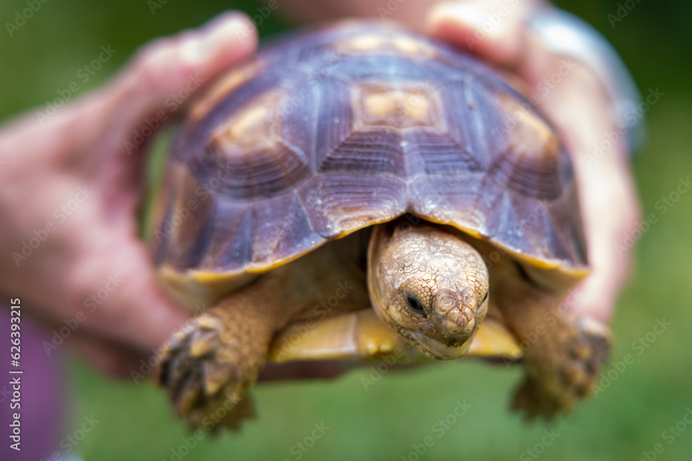 Obraz premium A young sulcata tortoise in a person's hands.