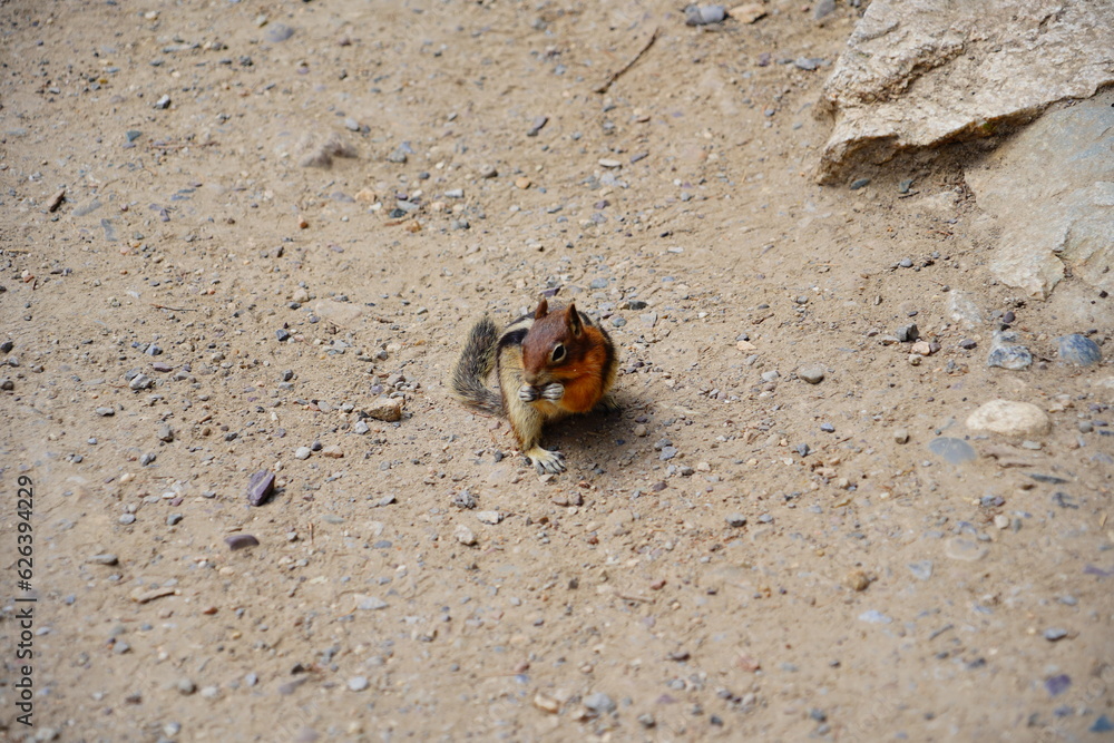 chipmunk or squirrel at Grand Teton National Park, Wyoming, USA chipmunk or squirrel at Grand Teton National Park, Wyoming, USA