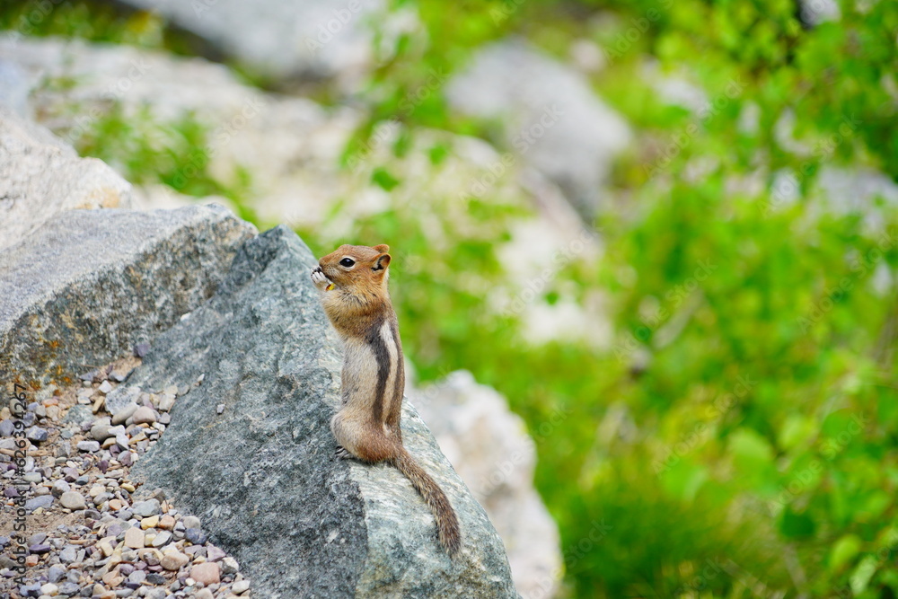 chipmunk or squirrel at Grand Teton National Park, Wyoming, USA
chipmunk or squirrel at Grand Teton National Park, Wyoming, USA