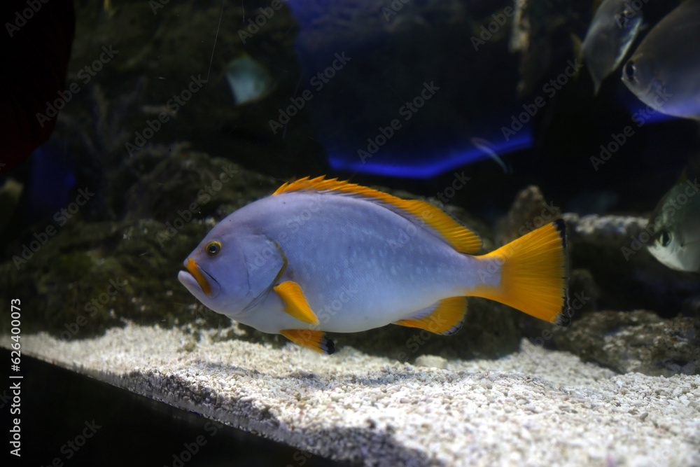 A tropical fish with blue and yellow colours in an aquarium A tropical fish with blue and yellow colours in an aquarium