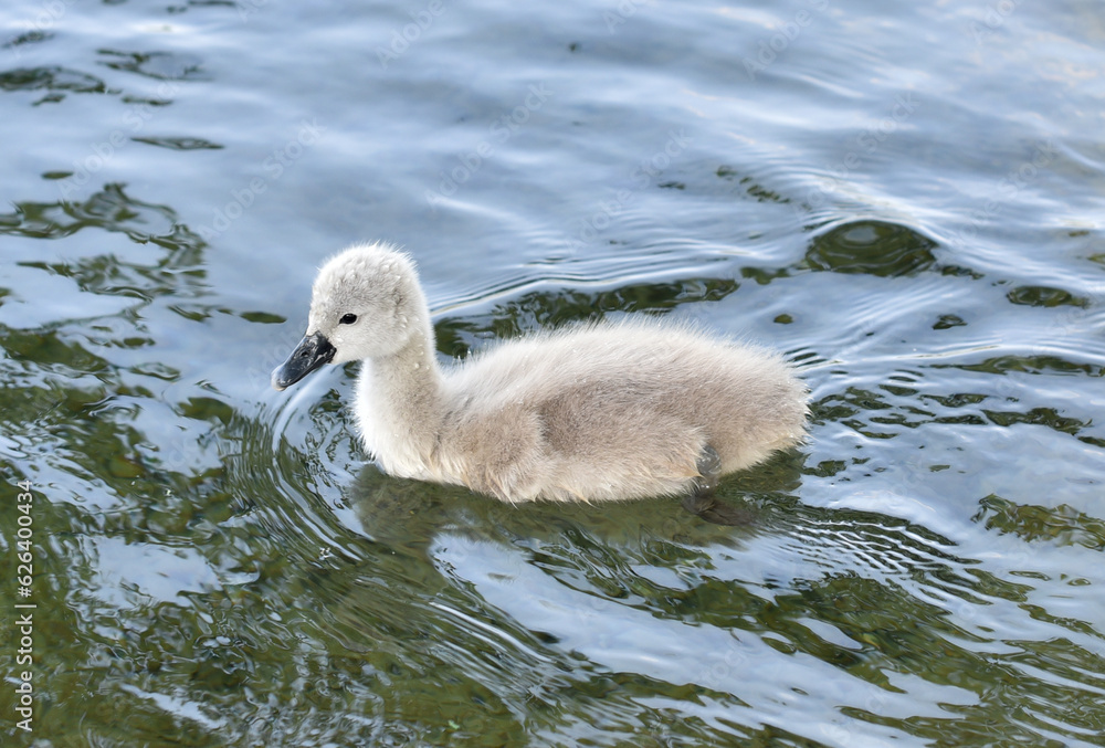 Cute baby swan in the lake close up Cute baby swan in the lake close up